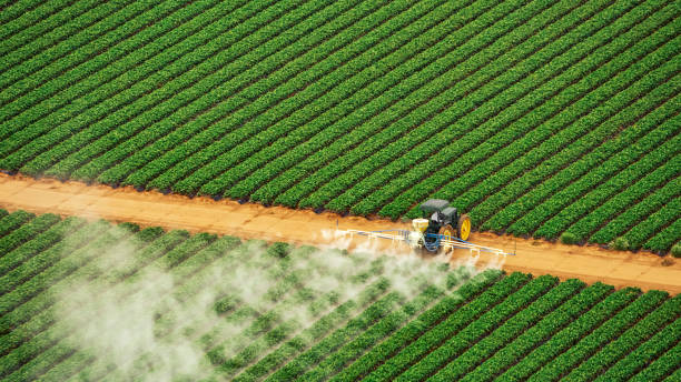 Reliable Demorest, GA Pest Control Solutions