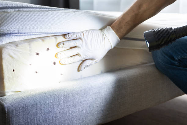 Best Pest Prevention Services  in Demorest, GA