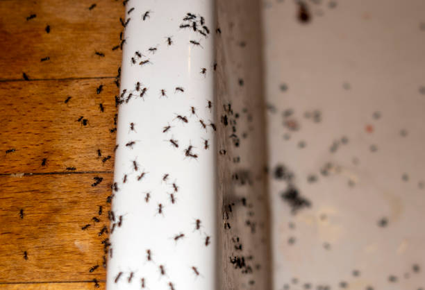 Best Exterminator Services  in Demorest, GA